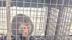 మహదేవ్ పూర్ లో చిక్కిన రౌడీ కోతి