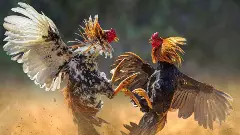 ఏపీ-తెలంగాణ పోలీసుల మధ్య ‘దొంగకోళ్ళ’ పంచాయితి