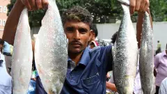 దుర్గా పూజకు ‘పద్మ హిల్సా’ చేపలు - కిలో రూ.1800 ఎక్కడంటే..