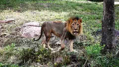 హైదరాబాద్  జూకు  కొత్త చుట్టాలు...