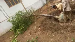 తరలిపోయిన అమ్మ చెట్టు.. మా నిమ్మ చెట్టు!