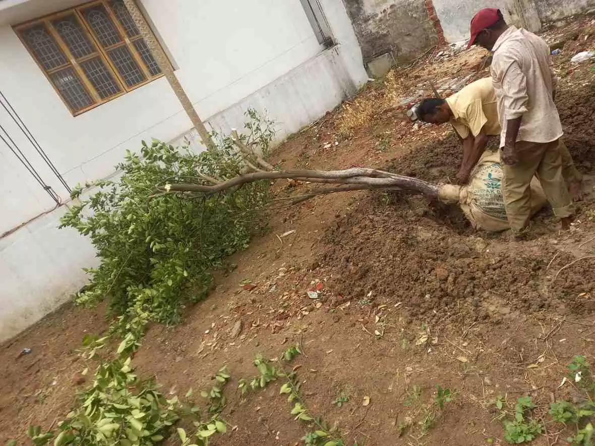 తరలిపోయిన అమ్మ చెట్టు.. మా నిమ్మ చెట్టు!