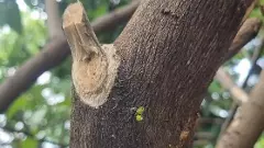 అమ్మల జ్ఞాపకంగా నిమ్మ చెట్టు