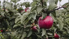 యాపిల్‌ పండు, మన్యంలోనూ పండు!