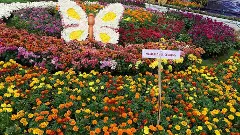 శ్రీవారి సాలకట్ల బ్రహ్మోత్సవాలకు తిరుమల ముస్తాబెు