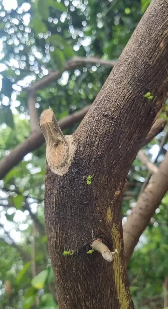 అమ్మల జ్ఞాపకంగా నిమ్మ చెట్టు