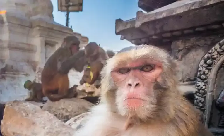 కరీంనగర్ లో కోతుల భీభత్సం