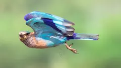 దసరా పండుగ వేళ పంజరంలో పాలపిట్టల బందీ