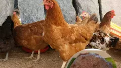 దసరాకి పెరిగిన నాటు కోళ్ల గిరాకీ