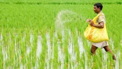 తెలంగాణలో పొట్టి మొక్కలు రైతుల పొట్ట గొడతాయా?