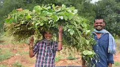 రాయల సీమ మహిళలు,  కరువుని ఎలా ఓడించారు.?