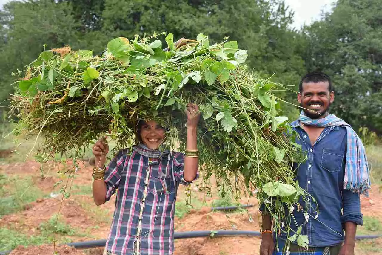 రాయల సీమ మహిళలు,  కరువుని ఎలా ఓడించారు.?