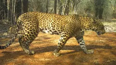 జనవాసాల్లోకి చిరుతలు, పులుల దూకుడు...తెలంగాణలో కలకలం