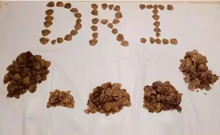 అరుదైన పాంగోలిన్ స్కేల్ స్వాధీనం