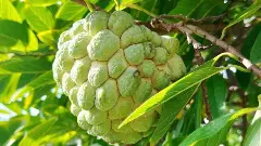 తెలంగాణ మధుర ఫలానికి దక్కనున్న మైలురాయి