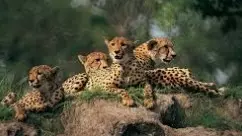 నల్లమల.. చిరుతలు ఇలా వస్తే ఎలా?