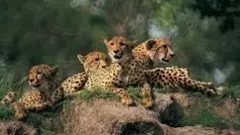 నల్లమల.. చిరుతలు ఇలా వస్తే ఎలా?