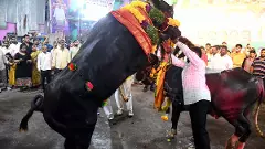 ‘సదర్’ కు ముస్తాబైన హైదరాబాద్