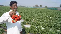 తూరుపు కనుమల్లో ఎర్రబంగారం