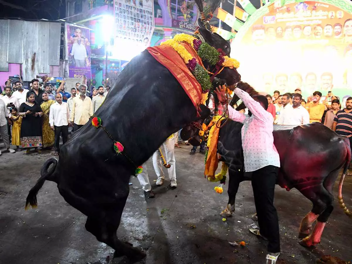 ‘సదర్’ కు ముస్తాబైన హైదరాబాద్ ‘సదర్’ కు ముస్తాబైన హైదరాబాద్