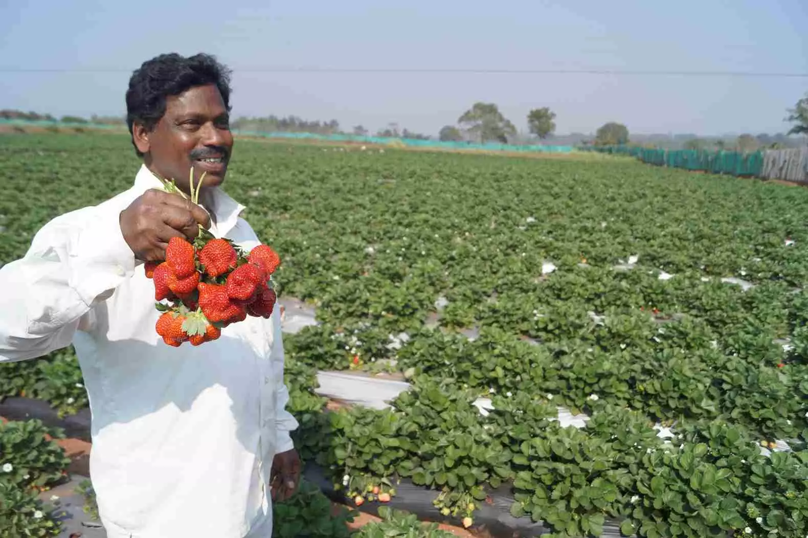 తూరుపు కనుమల్లో ఎర్రబంగారం తూరుపు కనుమల్లో ఎర్రబంగారం