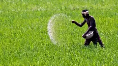 కడుపు నింపే వరిపంట తెస్తున్న తంటా