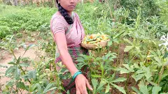 సరిలేదు ఈ ‘వరి’కి.. సేద్యంలో వైవిధ్యం !!