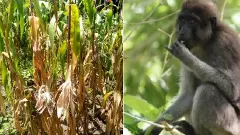 కోట్లు వెచ్చించినా తీరని తెలంగాణ కోతుల బెడద