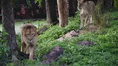 హైదరాబాద్ వన్యప్రాణులను దత్తత తీసుకున్న అమెరికన్ కంపెనీ