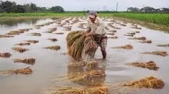 చేతికొచ్చిన పంట నీటిపాలైంది! కన్నీరు పెట్టిస్తున్న చిత్రమాలిక