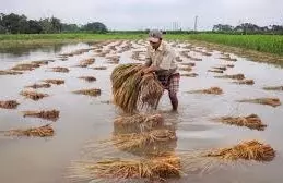 చేతికొచ్చిన పంట నీటిపాలైంది! కన్నీరు పెట్టిస్తున్న చిత్రమాలిక చేతికొచ్చిన పంట నీటిపాలైంది! కన్నీరు పెట్టిస్తున్న చిత్రమాలిక