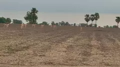 రీజినల్ రింగ్ రోడ్  మర్రిగూడ  జింకలకు మరణ శాసనమా?