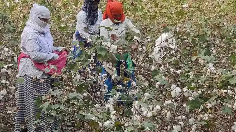 కేంద్రం పత్తి కొనుగోలు నియమాలు మార్చాలి: తుమ్మల కేంద్రం పత్తి కొనుగోలు నియమాలు మార్చాలి: తుమ్మల