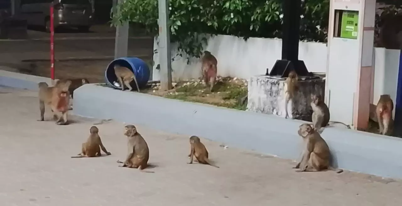 ఖానాపూర్‌లో కోతి చేష్టలు, ప్రజలు లబో దిబో