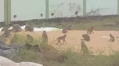 కోతులతో అటవీ సమీప గ్రామాలన్నీ ఇపుడు కోతుల కల్లోల ప్రాంతాలే...