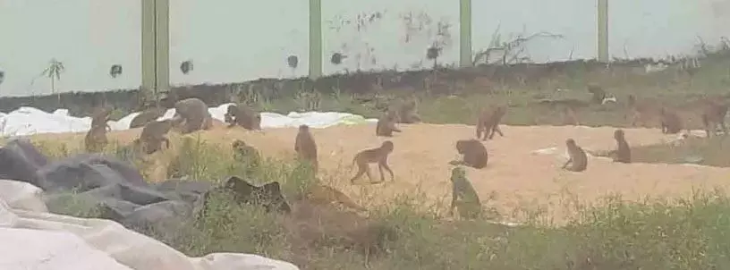 కోతులతో అటవీ సమీప గ్రామాలన్నీ ఇపుడు కోతుల కల్లోల ప్రాంతాలే...