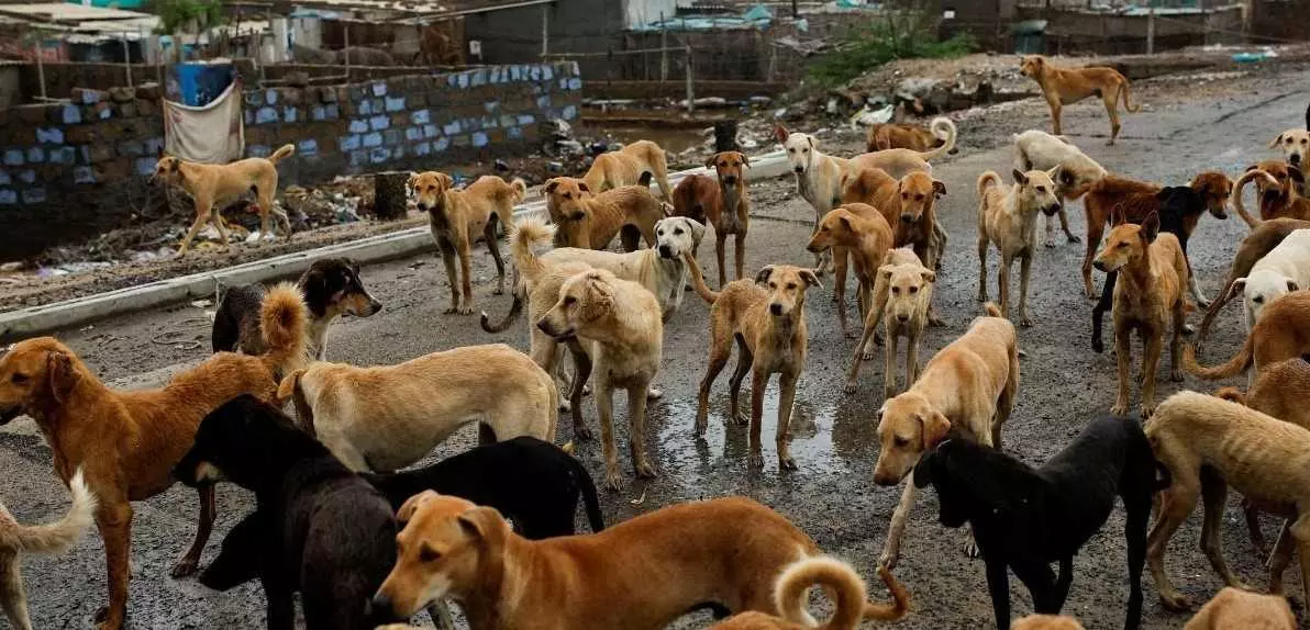 హైదరాబాద్ ‘డాగ్ ఫ్రీ సిటీ’కోసం జీహెచ్ఎంసీ యత్నాలు షురూ