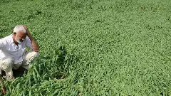 ప్రభుత్వం మొంథా తుఫాను పంట నష్టాన్ని తగ్గించి చూపుతోంది: రైతు సంఘాలు