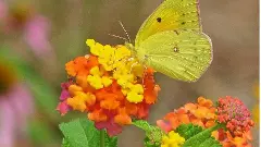 సీతాకోకచిలుకలు పూచే కాలం -