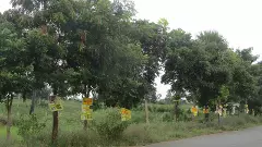 చెట్లకు హాని కలిగిస్తున్న ప్రకటనల బోర్డులు