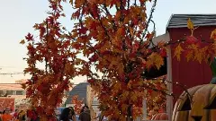 అక్టోబర్, నువ్వు ఆత్మల నెలవి!