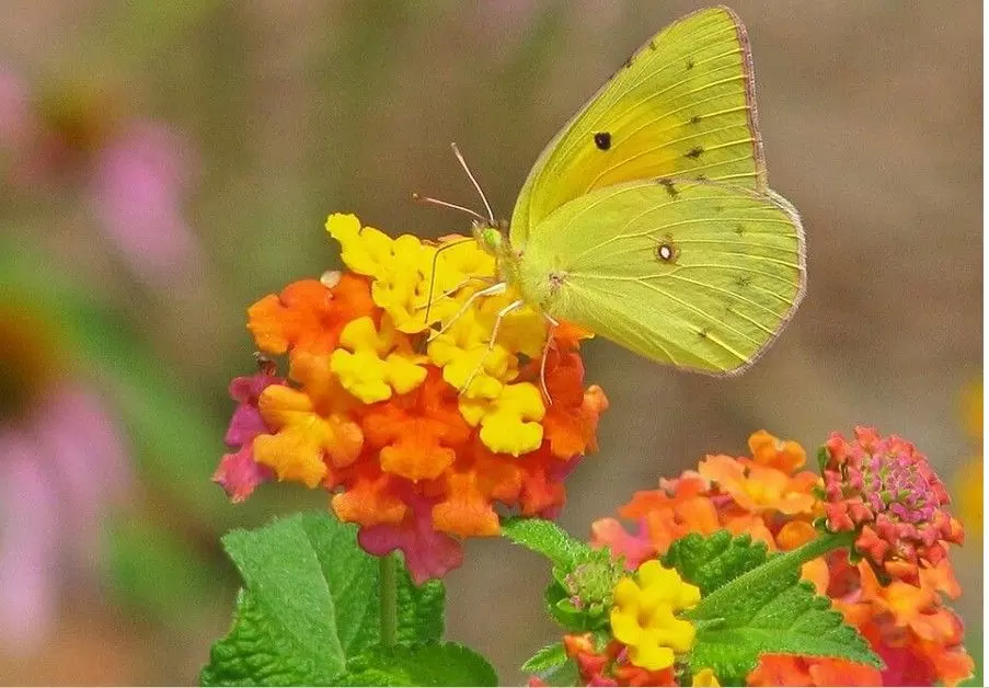 సీతాకోకచిలుకలు పూచే కాలం -