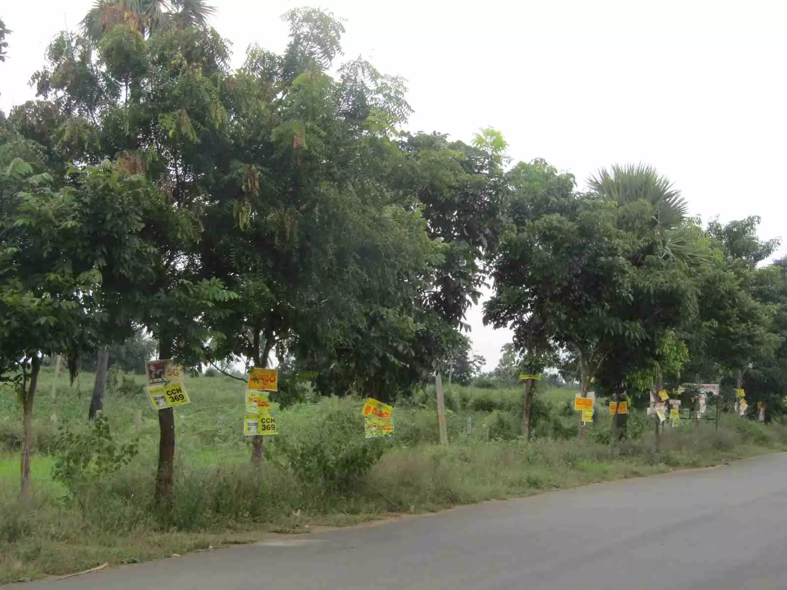 చెట్లకు హాని కలిగిస్తున్న ప్రకటనల బోర్డులు