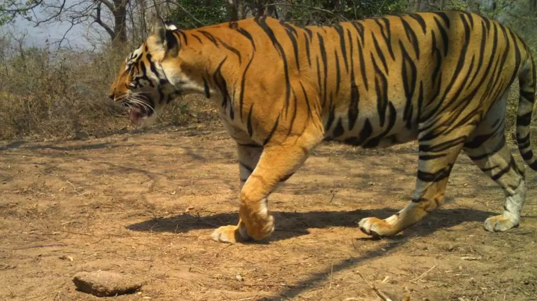 అమ్రాబాద్ నుంచి కవ్వాల్ వరకు:  పులుల గణనకు వేళాయెరా