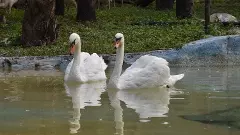 హైదరాబాద్ జూపార్కుకు రాంజీ హంసల కానుక