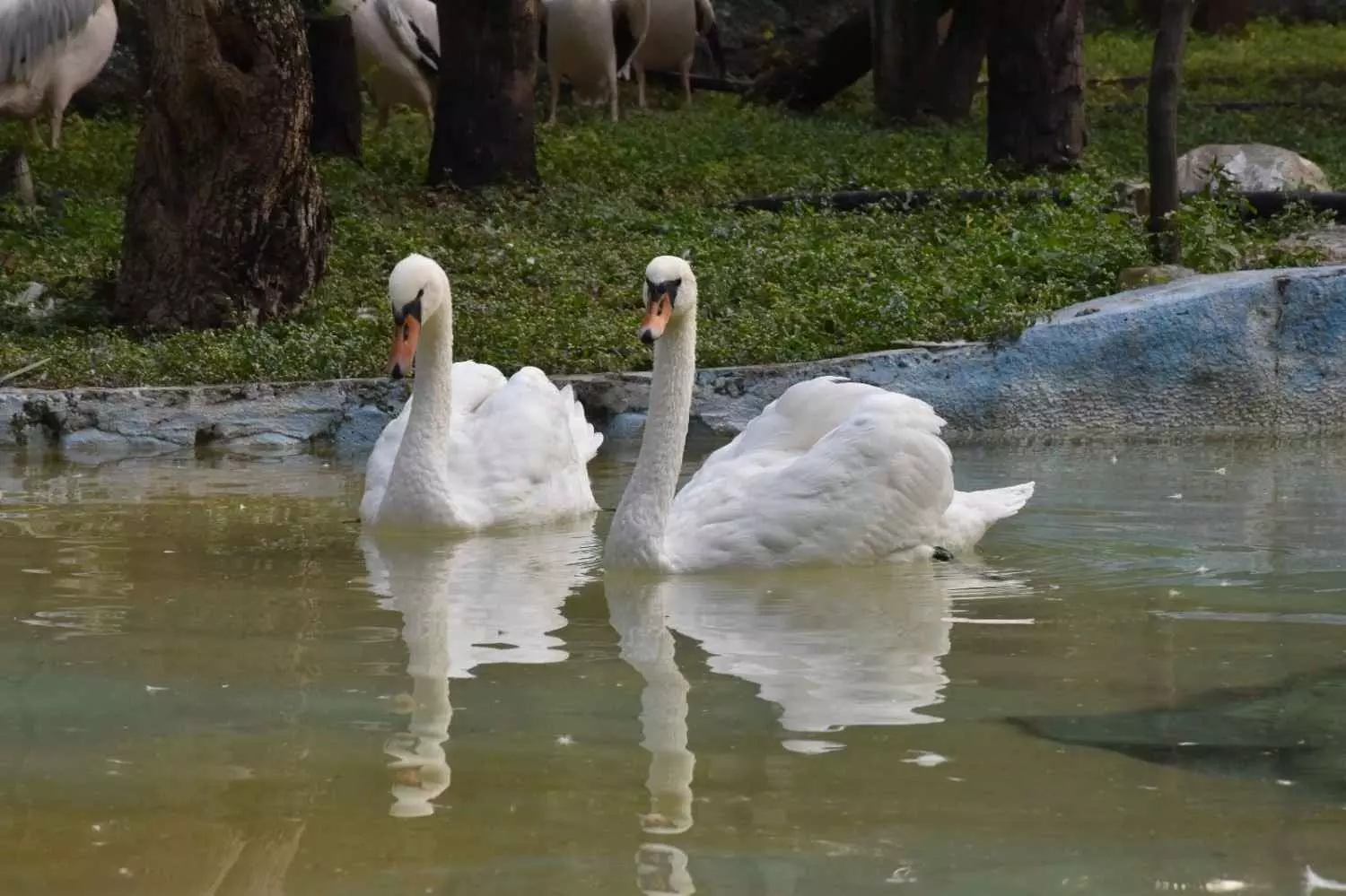 హైదరాబాద్ జూపార్కుకు రాంజీ హంసల కానుక