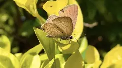 Big Butterfly Count: వాలంటీర్ల సర్వేలో వెలుగుచూసిన జీవవైవిధ్యం
