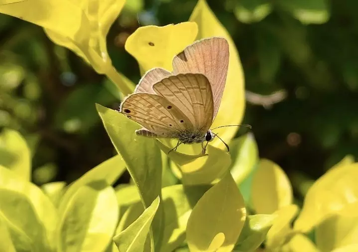 Big Butterfly Count: వాలంటీర్ల సర్వేలో వెలుగుచూసిన జీవవైవిధ్యం
