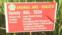 తుపాన్లను తట్టుకునే కొత్త వరి వంగడం -RGL 7034