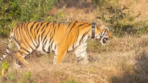 తెలంగాణలో ఫస్ట్: అడవి పులికి త్వరలో రేడియో కాలర్ తెలంగాణలో ఫస్ట్: అడవి పులికి త్వరలో రేడియో కాలర్